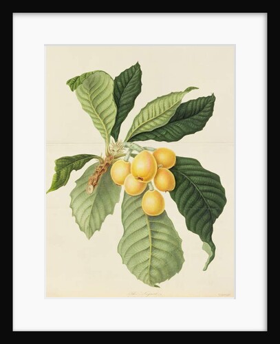 The Loquat by William Hooker