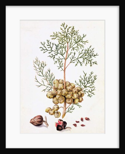 Cypress Leaf and Nuts by William Hooker