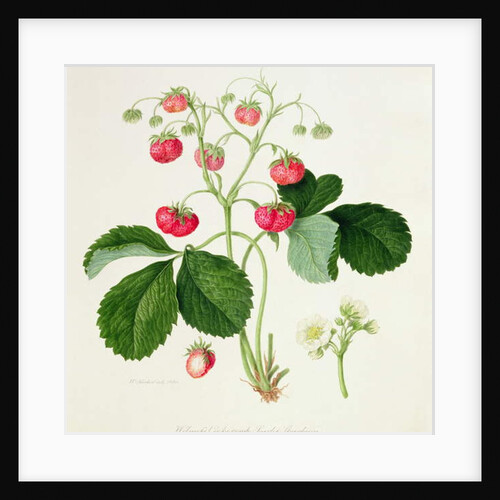 Wilmot's Cocks-Comb Scarlet Strawberry, 1820 by William Hooker