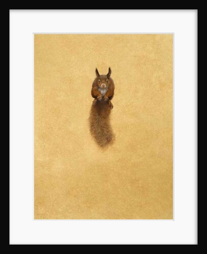 Leaping Red Squirrel by Tim Hayward