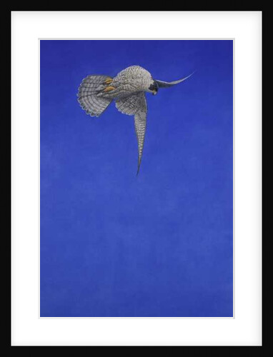 The Corkscrew Stoop, Peregrine Falcon by Tim Hayward