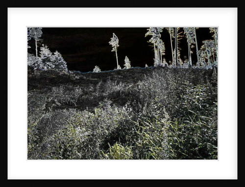 Meadow in the forest, 2017 by Alex Caminker