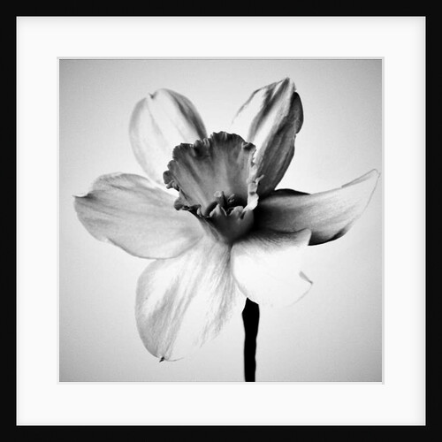 Herb, 2019 by Alex Caminker