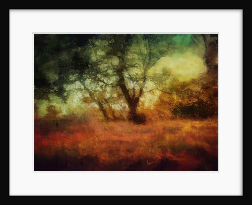 woods at Calke Abbey by Mark Gordon