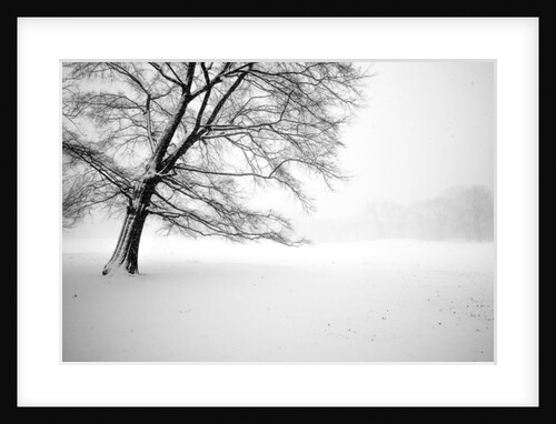 Lonely Central Park Tree, 2017 by Guilherme Pontes