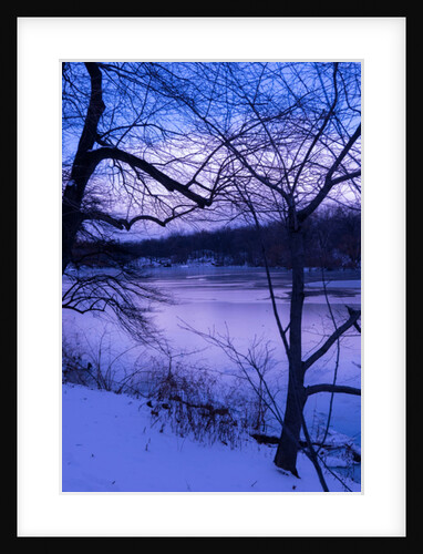 Purple Central Park Winter, 2017 by Guilherme Pontes