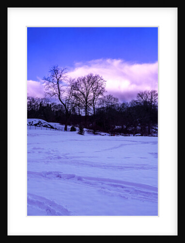 Purple Central Park Winter Nº2, 2017 by Guilherme Pontes