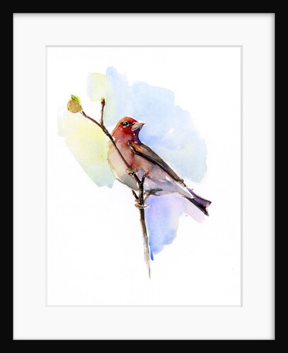 Purple finch, 2016 by John Keeling