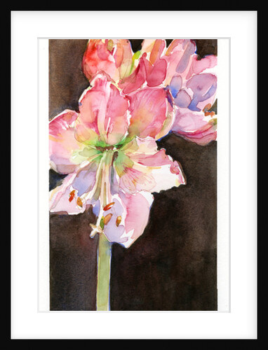Amaryllis with brown background, 2015 by John Keeling