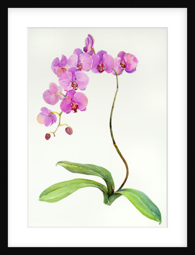 Orchid botanical, 2013 by John Keeling