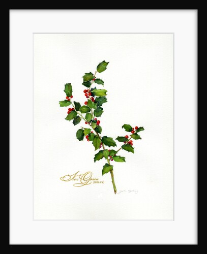 Holly botanical, 2013 by John Keeling