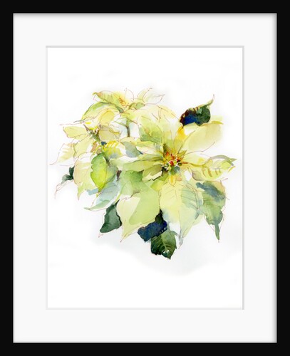 White Poinsettia, 2014 by John Keeling