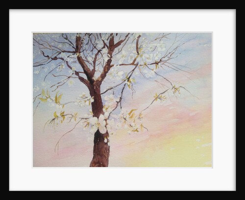 white cherry blossom, 2017 by Mary Smith