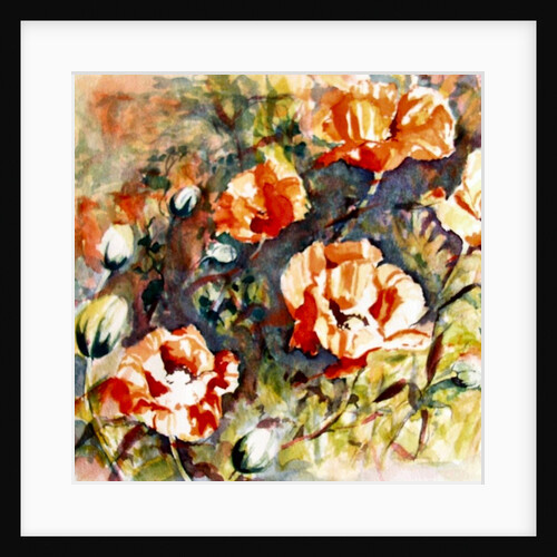 Poppies in the border, 2017 by Mary Smith