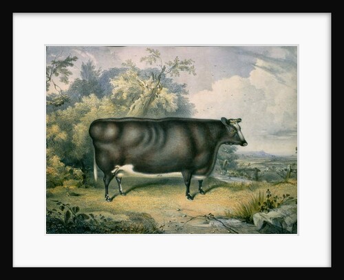 The Cottesmore Prize Heifer, after Henry Strafford, 1837 by James Giles