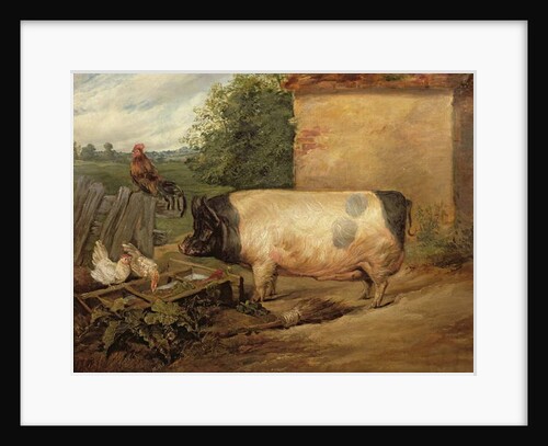 Portrait of a prize pig, property of Squire Weston of Essex, 1810 by Edwin Landseer