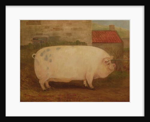 `Jumbo', 16 months old, 41 stone, bred by J. Young, Newholm, Yorkshire, 1886 by William Henderson