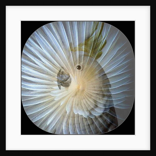 White Parrot Collage, 2017 by Linda Arthurs