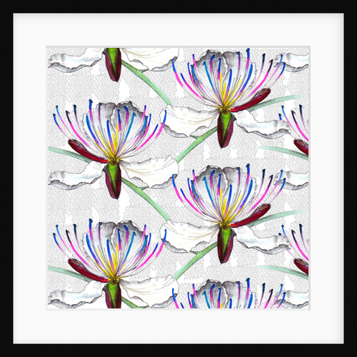 Caper flowers, 2017 by Andrew Watson