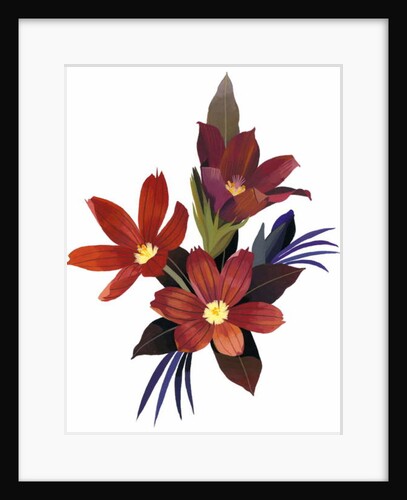 Arranged Sisyrinchium rosulatum, 2003 by Hiroyuki Izutsu