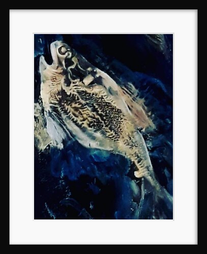 sea bream, 2019 by jocasta shakespeare