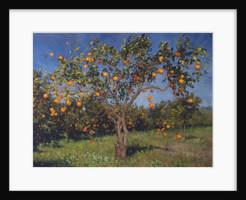 Suntree, 2013 by Angus Hampel