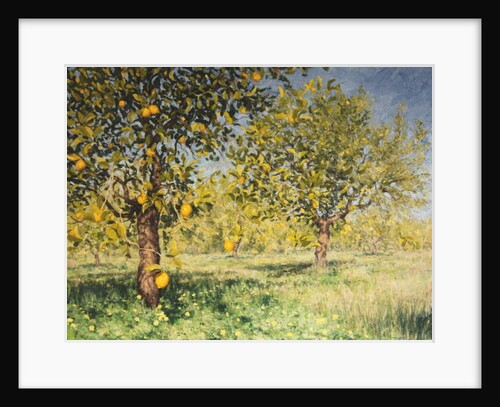 Impossibility of a lemon tree, 2013 by Angus Hampel