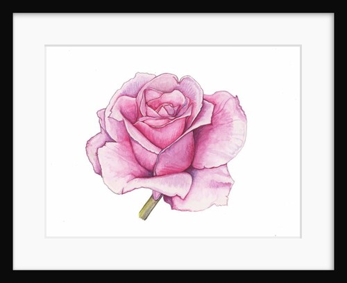 Pink Rose, 2012 by Elizabeth Rider