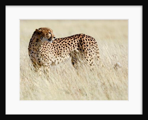 Cheetah, Etosha, 2017 by Anonymous