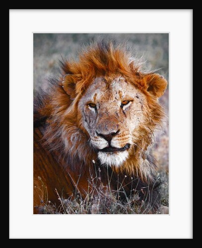 Lion, Ol Pejeta, 2017 by Eric Meyer