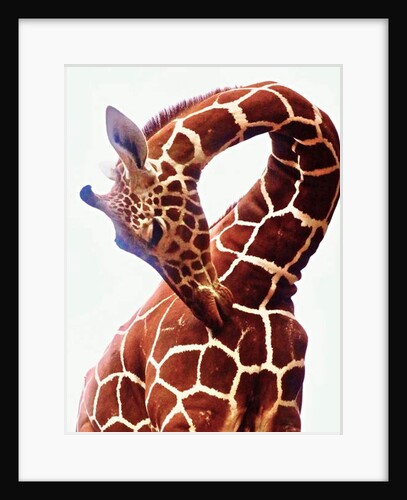 Giraffe, Sarara, 2017 by Eric Meyer