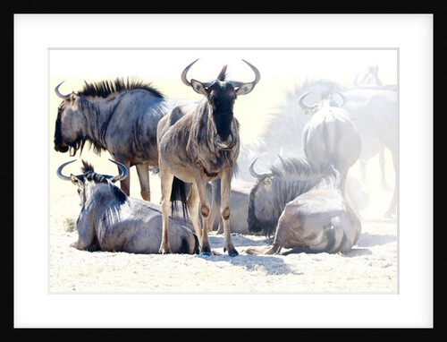 Wildebeest, Etosha, 2017 by Eric Meyer