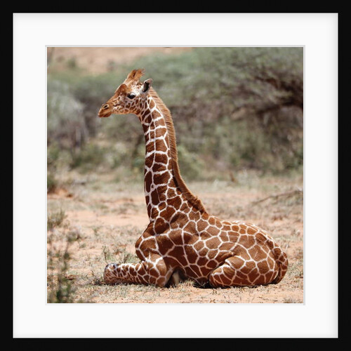 Baby giraffe, Loisaba, 2017 by Anonymous