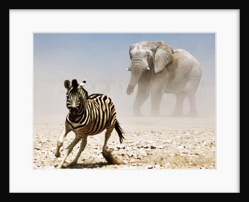 Elephant and Zebra, Etosha, 2018 by Eric Meyer