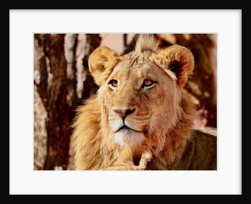 Young Lion, Namibia, 2017 by Anonymous