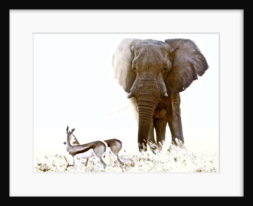 Bull Elephant and Springbok, Etosha, 2017 by Eric Meyer