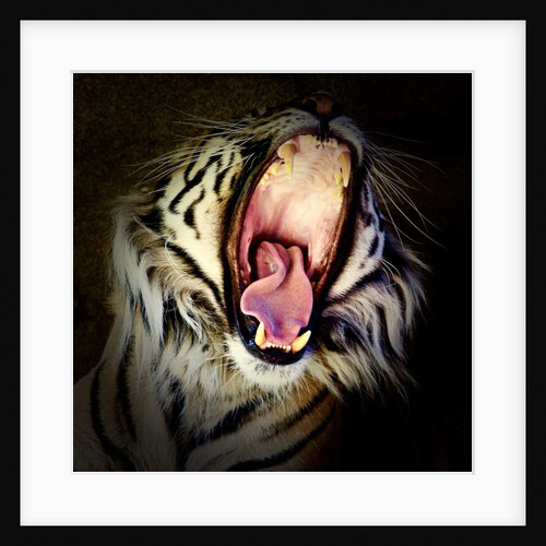 Tiger Teeth, 2017 by Eric Meyer