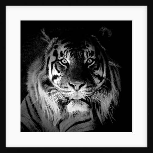 Tiger, 2017 by Eric Meyer
