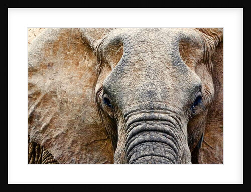 Elephant, 2017 by Eric Meyer