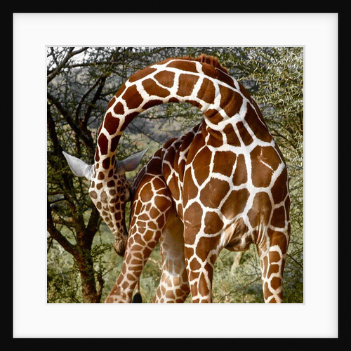 Head over Heels, Sarara, 2017 by Eric Meyer