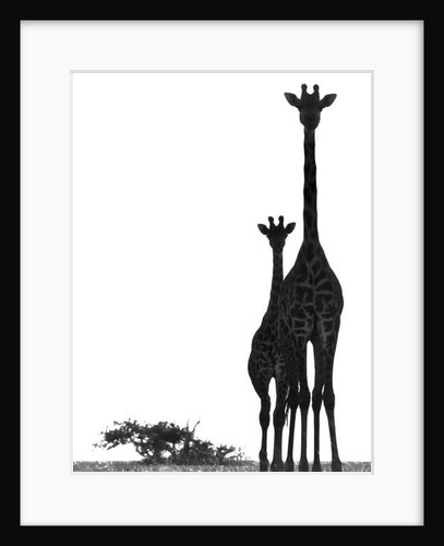 Neck and Neck, Chyulus, 2018 by Eric Meyer