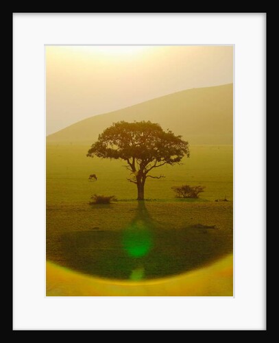 Paradise after the rain, Chyulu Hills, 2018 by Anonymous