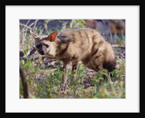 Aardwolf, Kenya, 2018 photograph by Eric Meyer