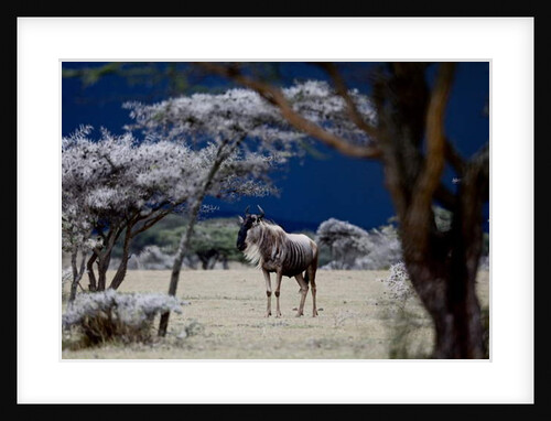 Storm Coming, 2018 by Eric Meyer