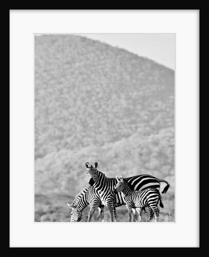 Zebra, Chyulus, 2018 photograph) by Eric Meyer