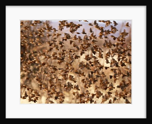 Safety in Numbers, Namibia, 2018 by Anonymous