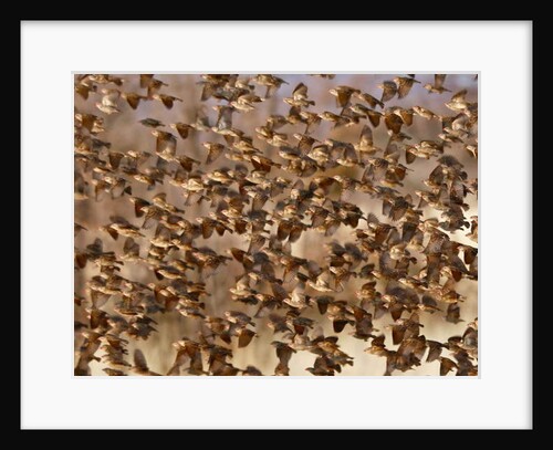 Safety in Numbers 3, Namibia, 2018 by Eric Meyer