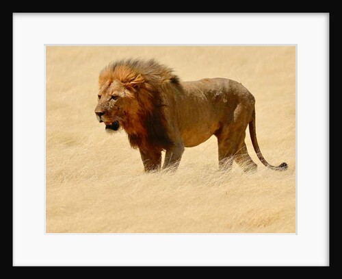 Warrior, Etosha, 2018 by Eric Meyer