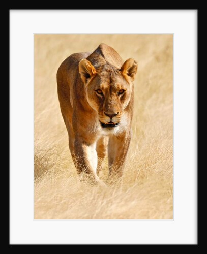 Huntress, Etosha, 2018 by Anonymous
