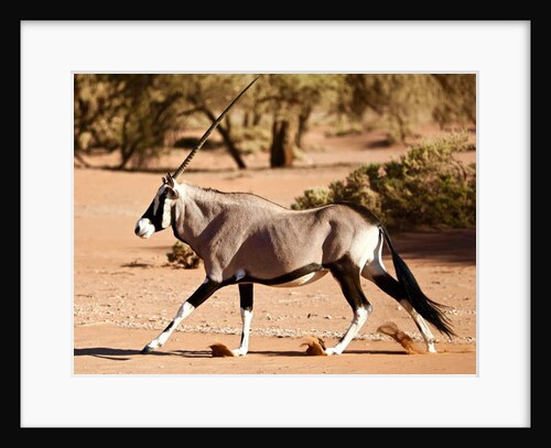 Oryx, Namib Desert, 2017 by Eric Meyer